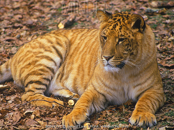 Detail Panthera Tigris Tigris Nomer 46