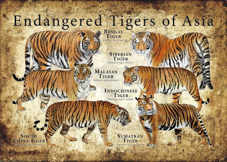 Detail Panthera Tigris Tigris Nomer 47