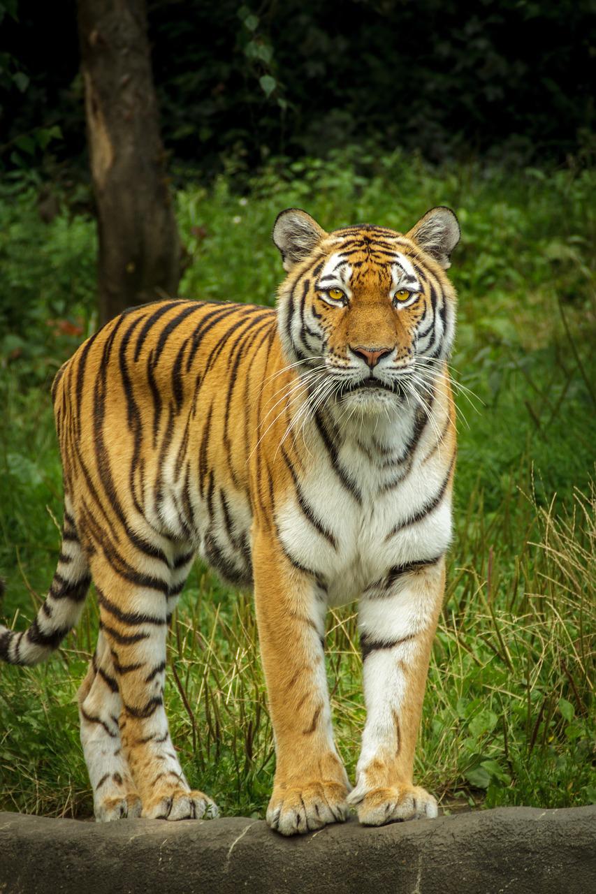 Detail Panthera Tigris Tigris Nomer 48