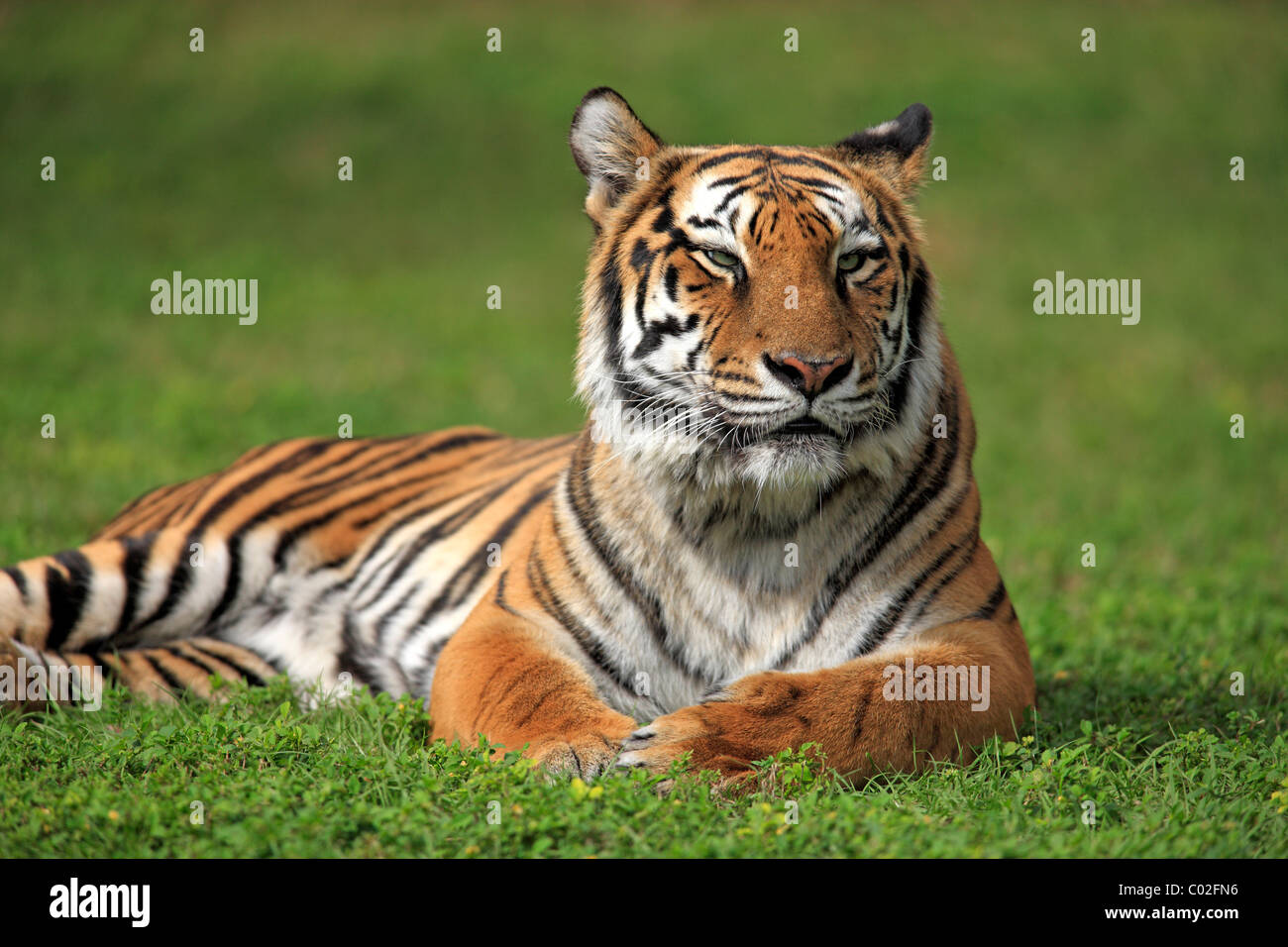 Detail Panthera Tigris Tigris Nomer 49
