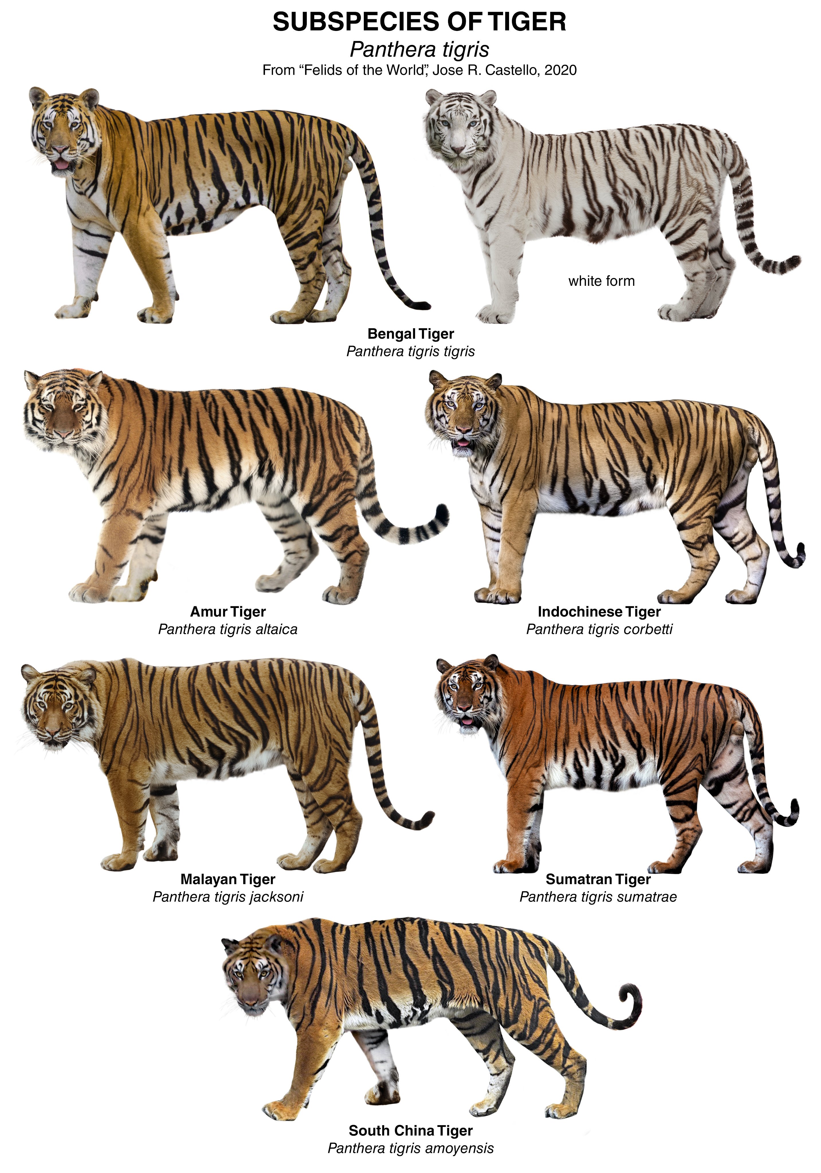 Detail Panthera Tigris Tigris Nomer 50