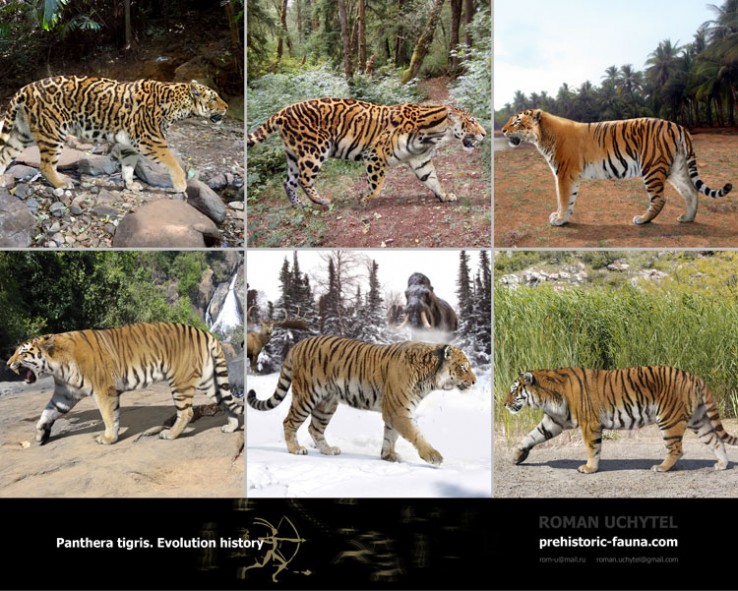 Detail Panthera Tigris Tigris Nomer 53
