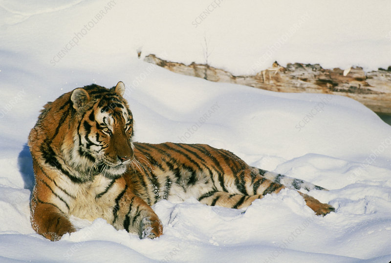 Detail Panthera Tigris Tigris Nomer 54