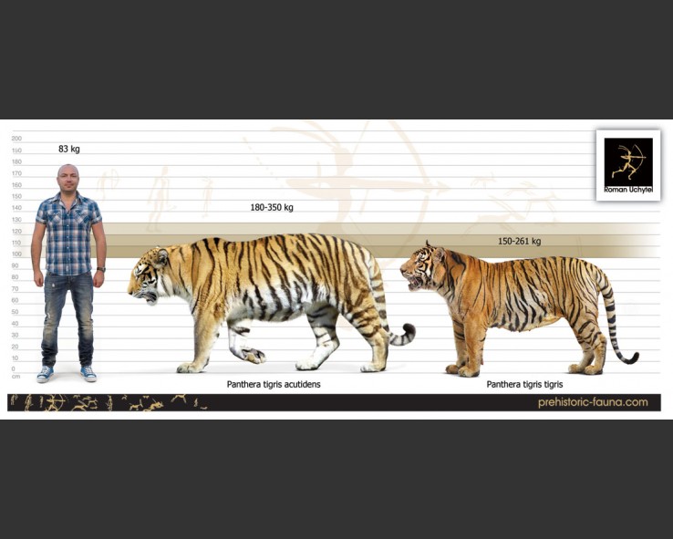 Detail Panthera Tigris Tigris Nomer 55