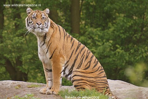 Detail Panthera Tigris Tigris Nomer 56