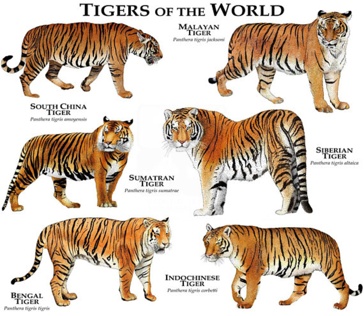 Detail Panthera Tigris Tigris Nomer 10