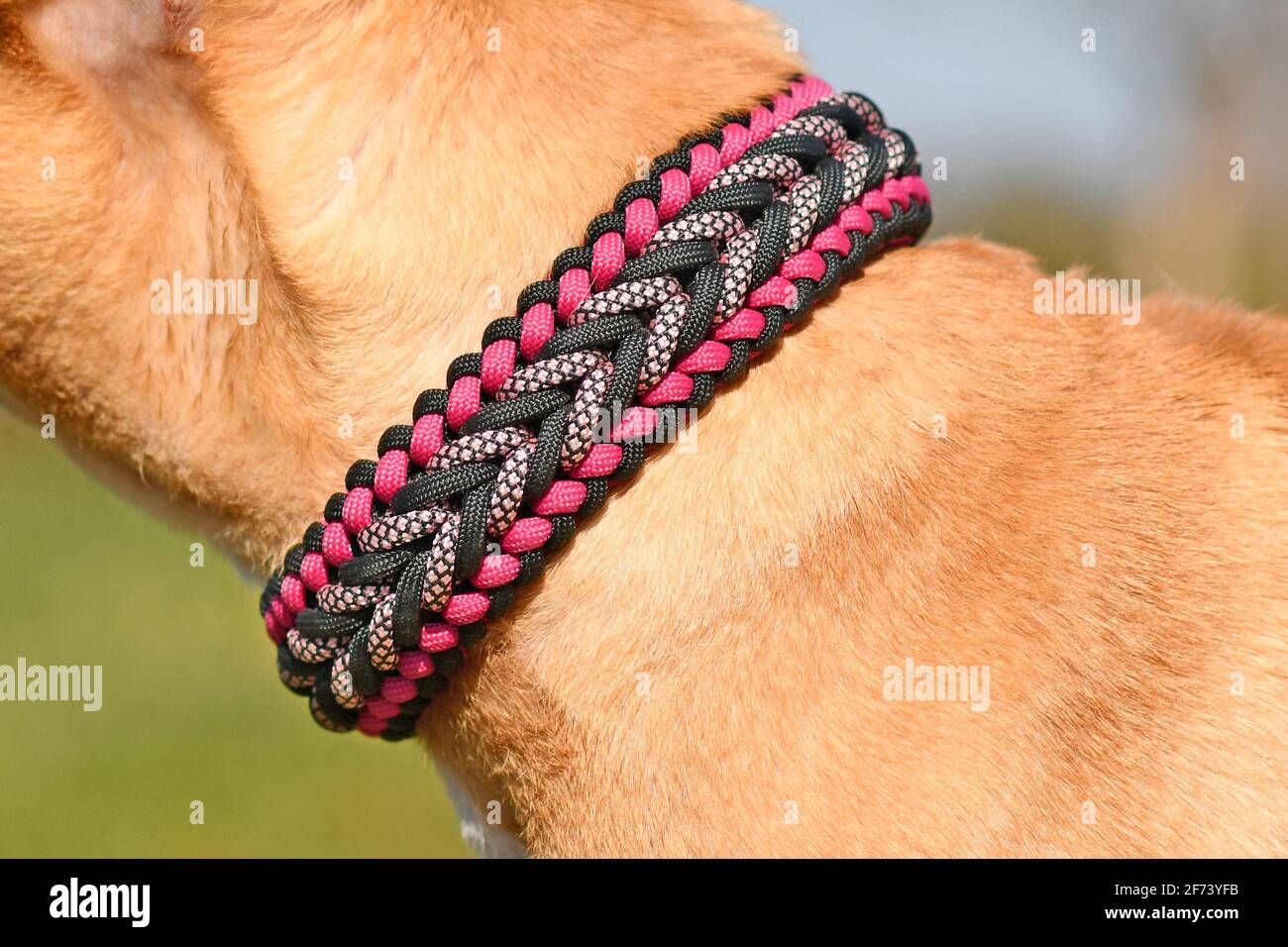 Detail Parachute Dog Collar Nomer 27