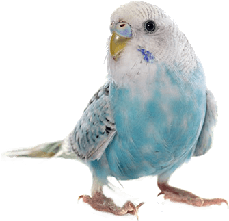 Detail Parakeet Png Nomer 14