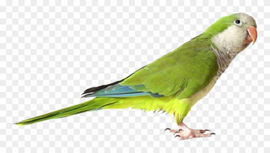 Detail Parakeet Png Nomer 27