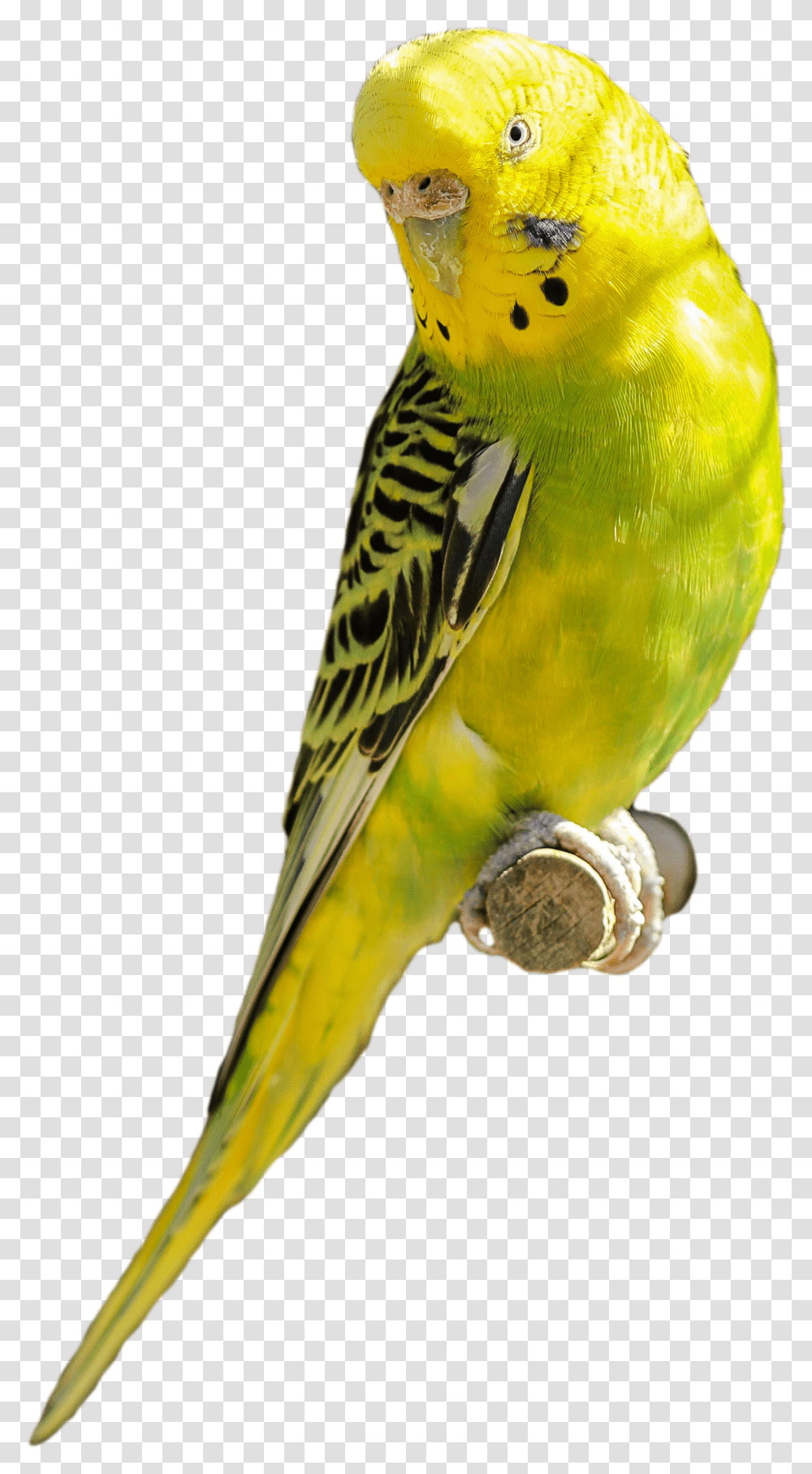 Detail Parakeet Png Nomer 6