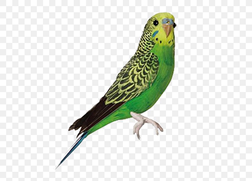 Detail Parakeet Png Nomer 7