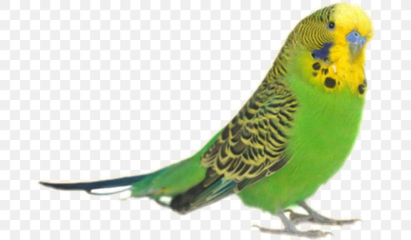 Detail Parakeet Png Nomer 8
