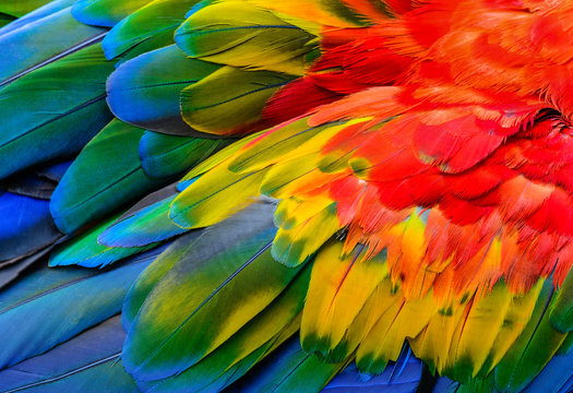 Detail Parrot Background Nomer 16