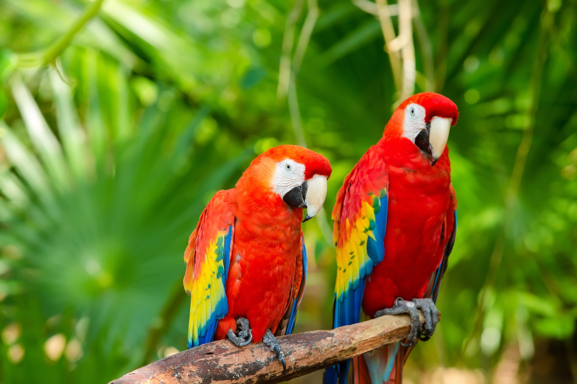 Detail Parrot Background Nomer 20