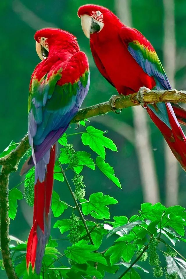 Detail Parrot Background Nomer 21
