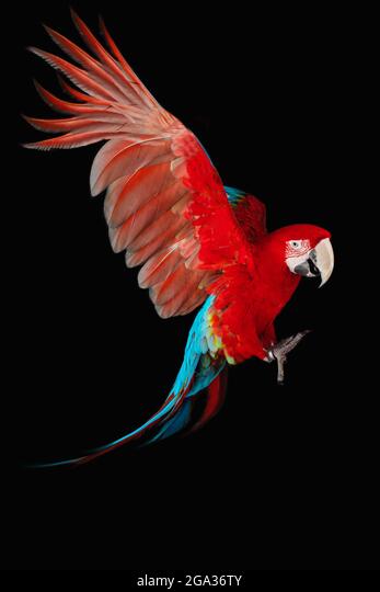 Download Parrot Background Nomer 28