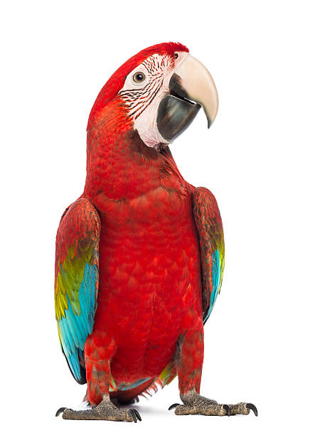 Detail Parrot Background Nomer 30
