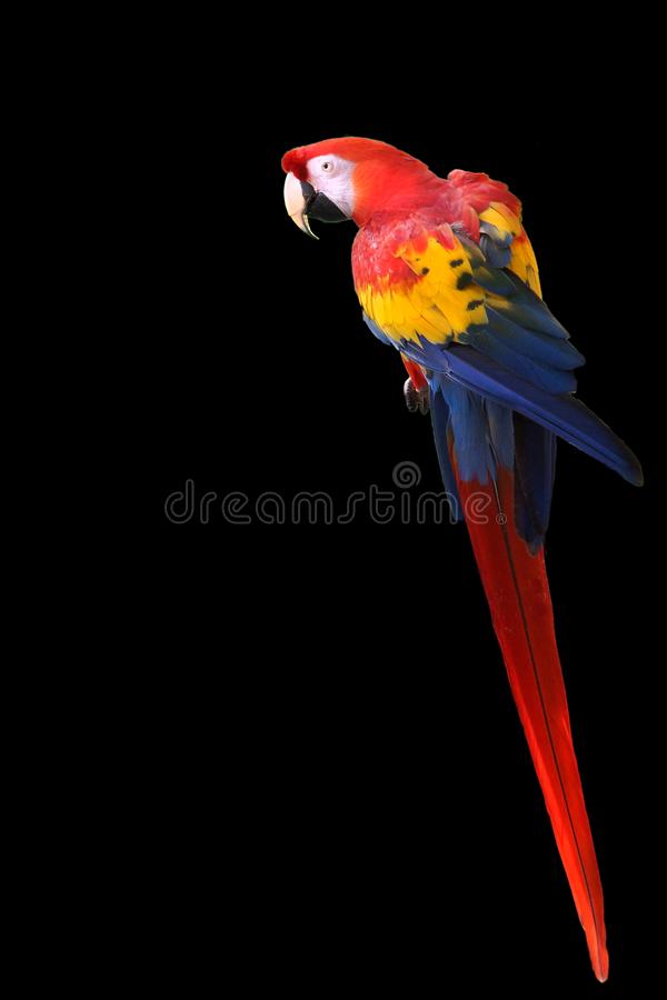 Detail Parrot Background Nomer 37