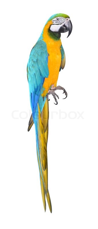 Detail Parrot Background Nomer 41