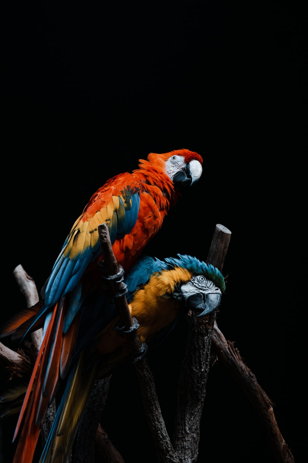 Detail Parrot Background Nomer 46