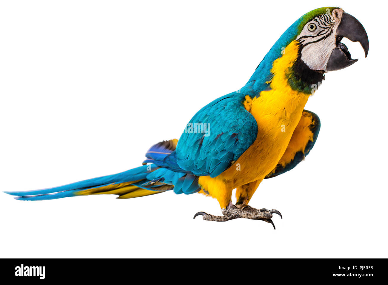 Detail Parrot Background Nomer 49