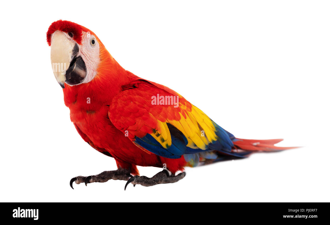 Detail Parrot Background Nomer 55