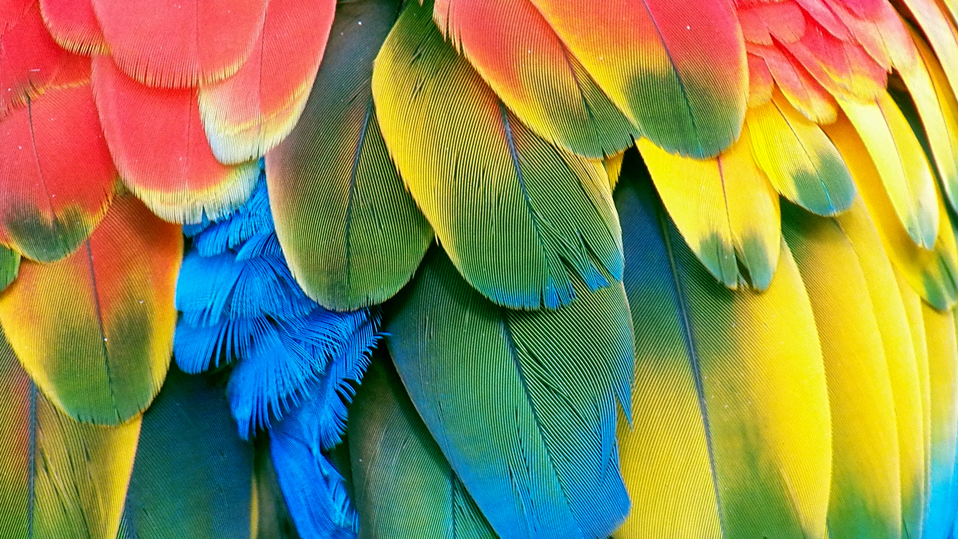 Detail Parrot Background Nomer 56