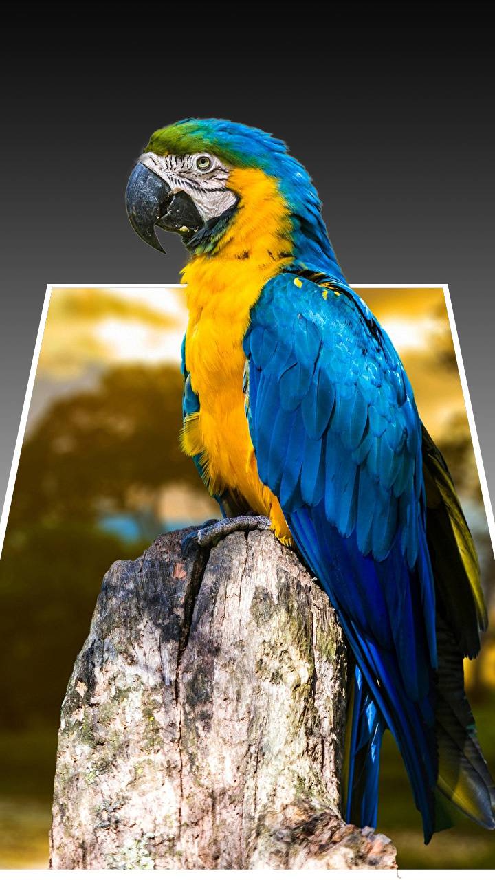 Detail Parrot Backgrounds Nomer 14