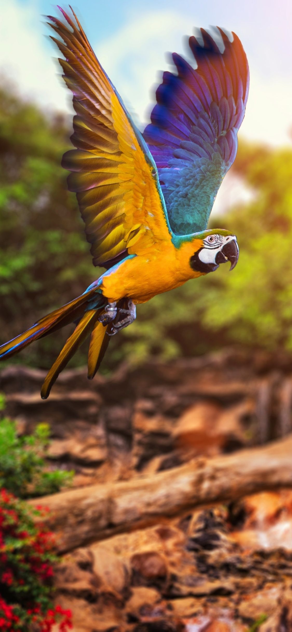 Detail Parrot Backgrounds Nomer 28