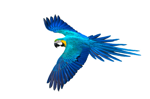 Detail Parrot Backgrounds Nomer 47
