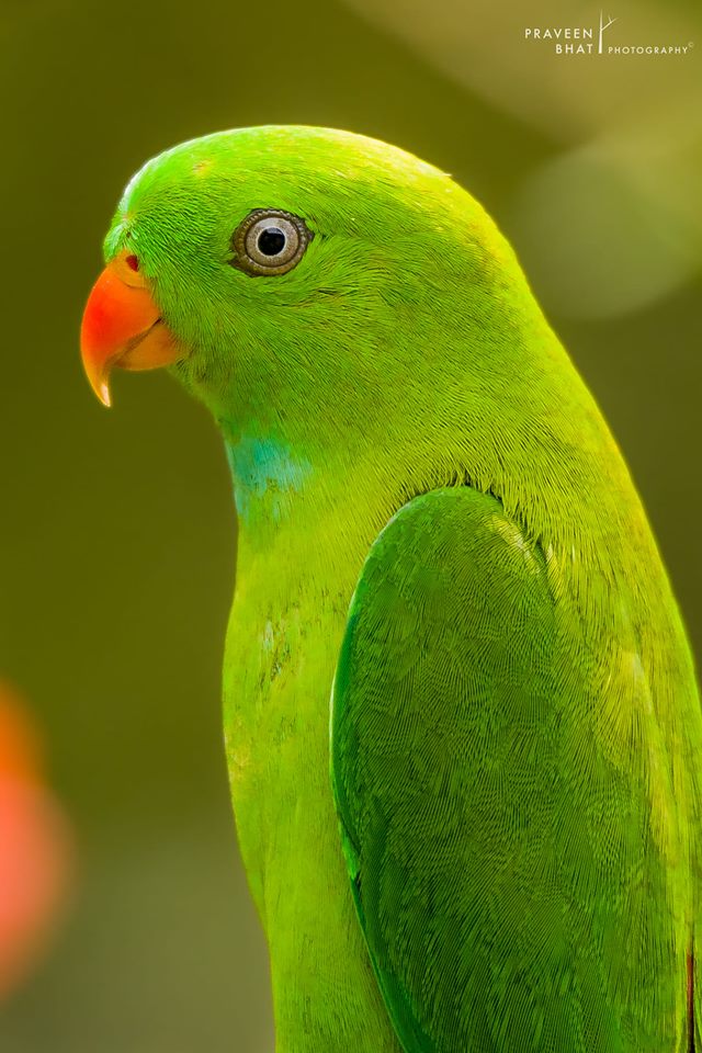 Detail Parrot Bird Pic Nomer 21