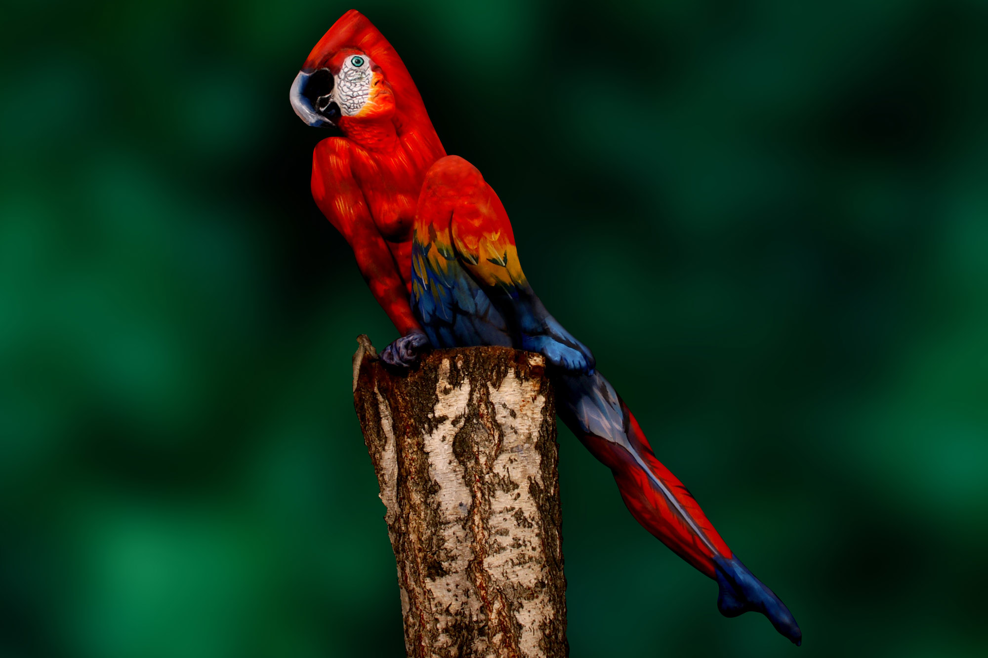 Detail Parrot Bird Picture Nomer 39