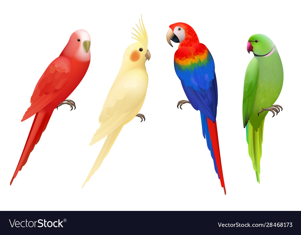 Detail Parrot Birds Images Nomer 15