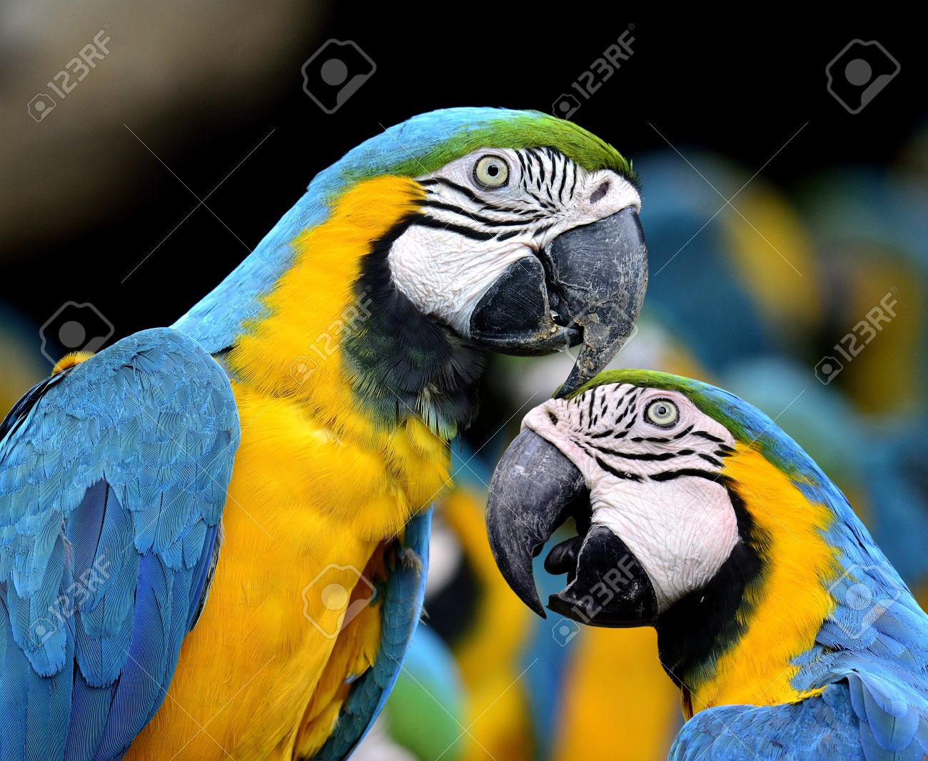 Detail Parrot Birds Images Nomer 19