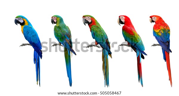 Detail Parrot Birds Images Nomer 24