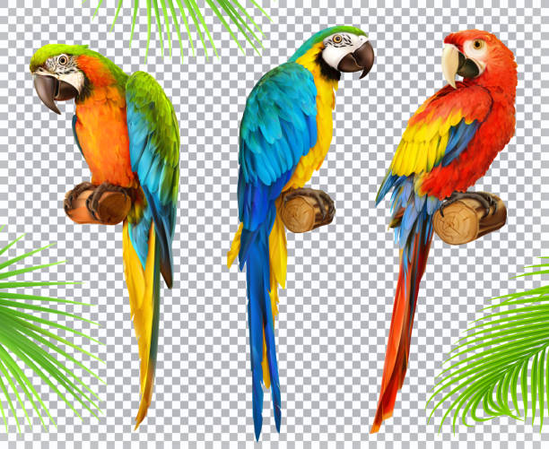 Detail Parrot Birds Images Nomer 33