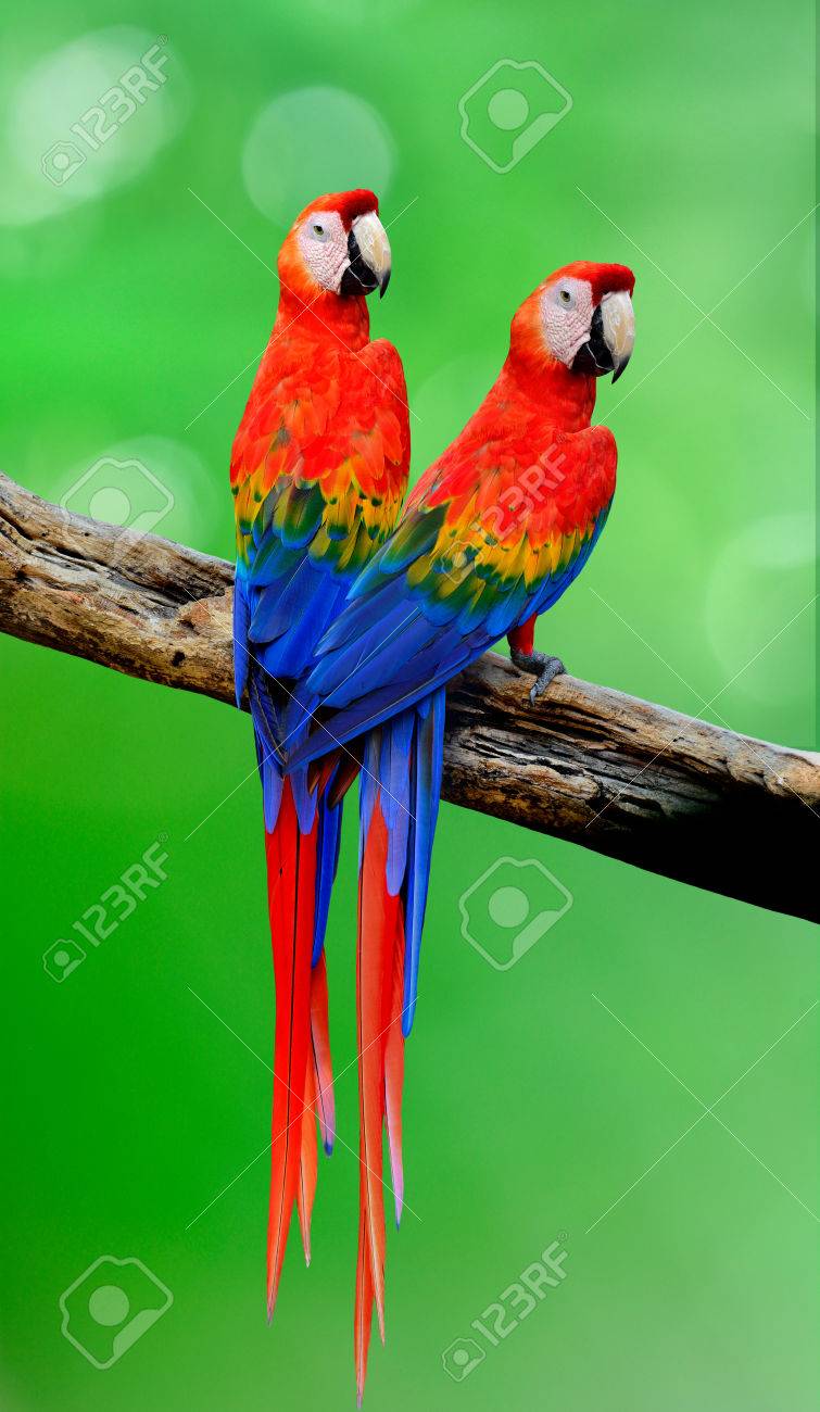 Detail Parrot Birds Images Nomer 36