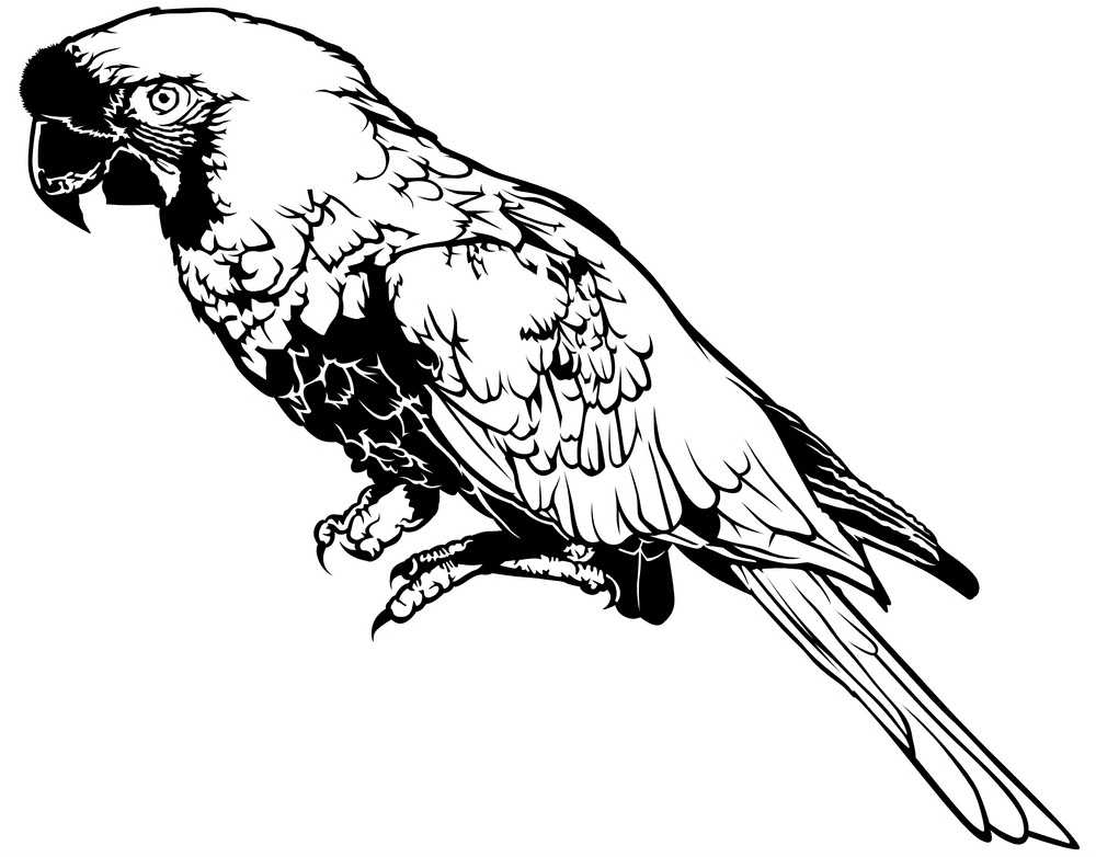 Detail Parrot Clipart Black And White Nomer 44