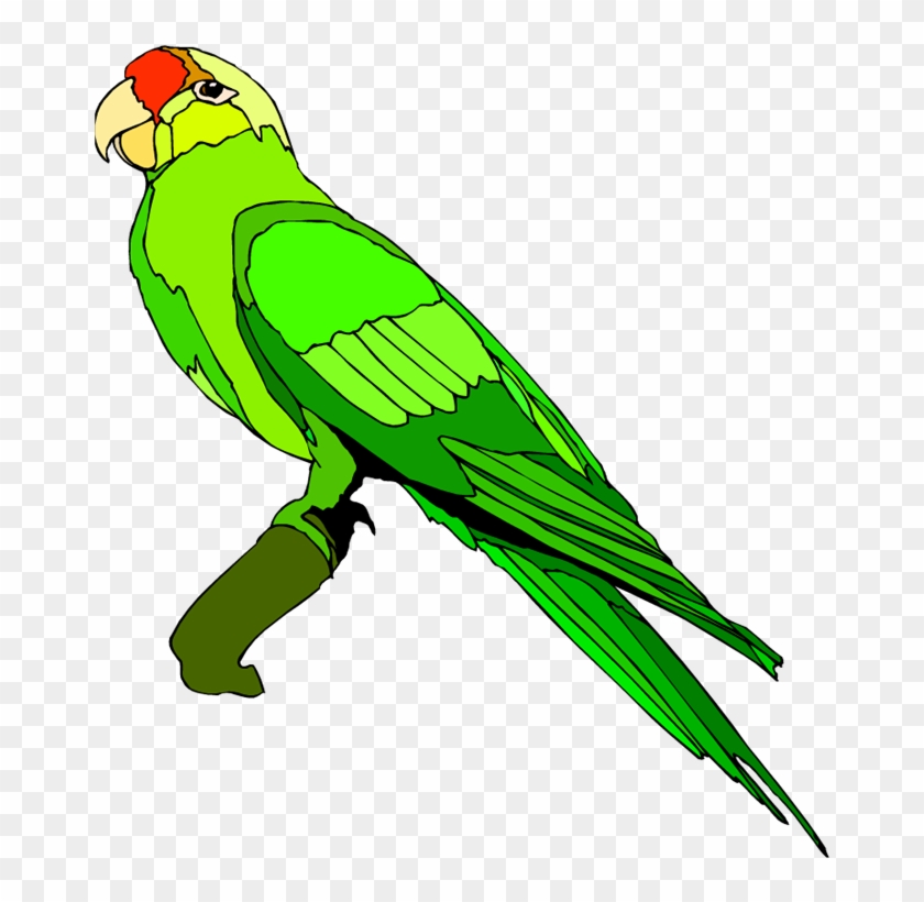 Detail Parrot Clipart Free Nomer 14