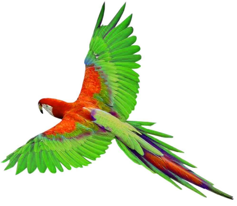 Detail Parrot Clipart Free Nomer 33