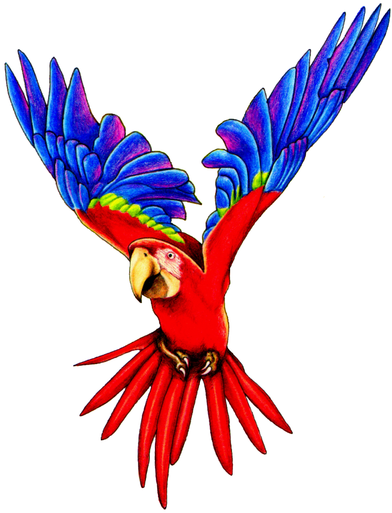 Detail Parrot Clipart Free Nomer 37