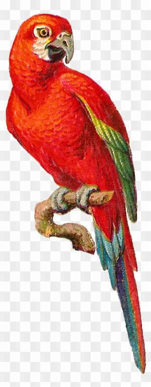 Detail Parrot Clipart Free Nomer 44