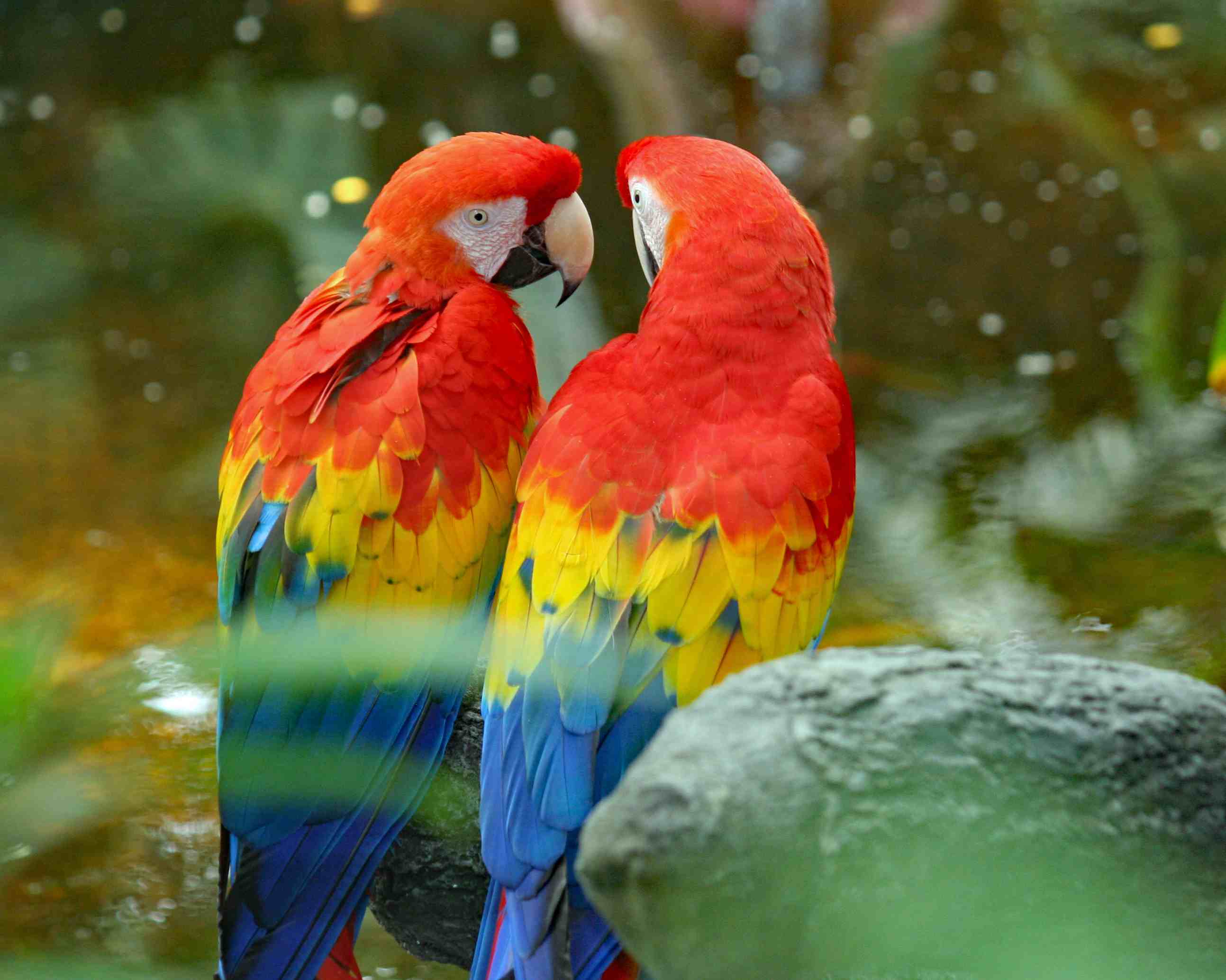 Detail Parrot Color Images Nomer 2