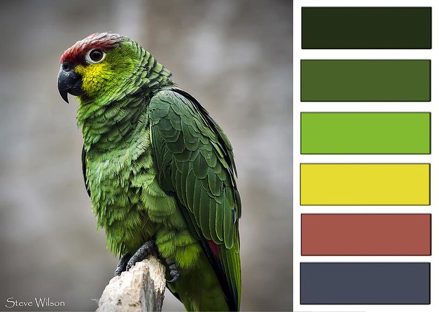 Detail Parrot Color Images Nomer 12