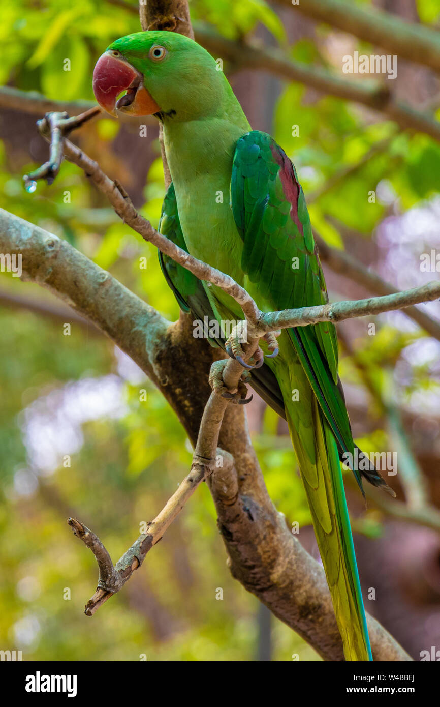 Detail Parrot Color Images Nomer 15