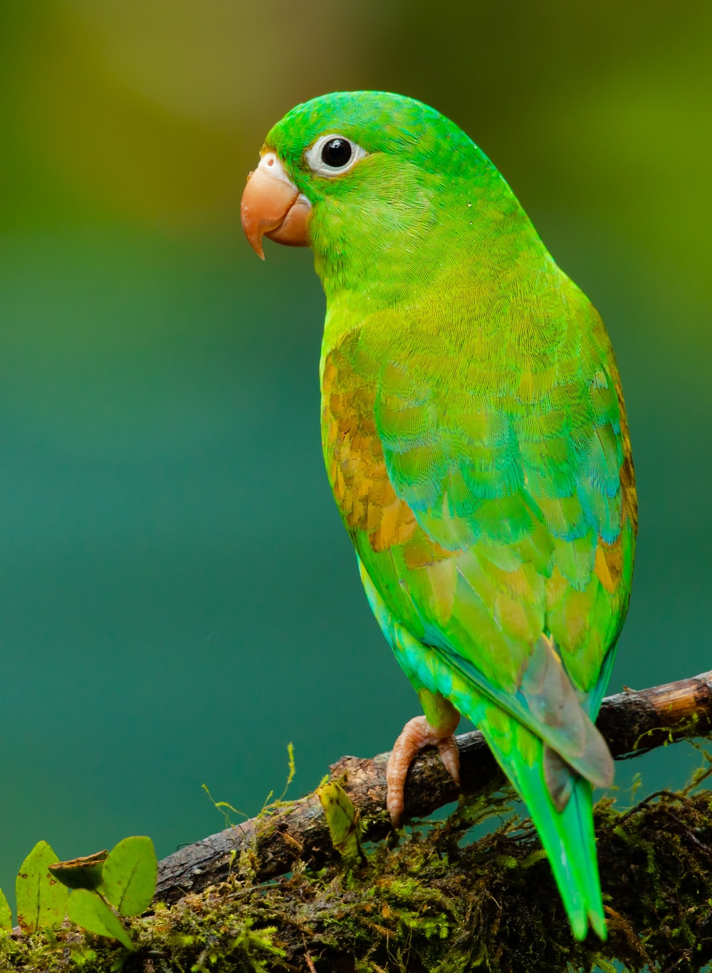 Detail Parrot Color Images Nomer 16