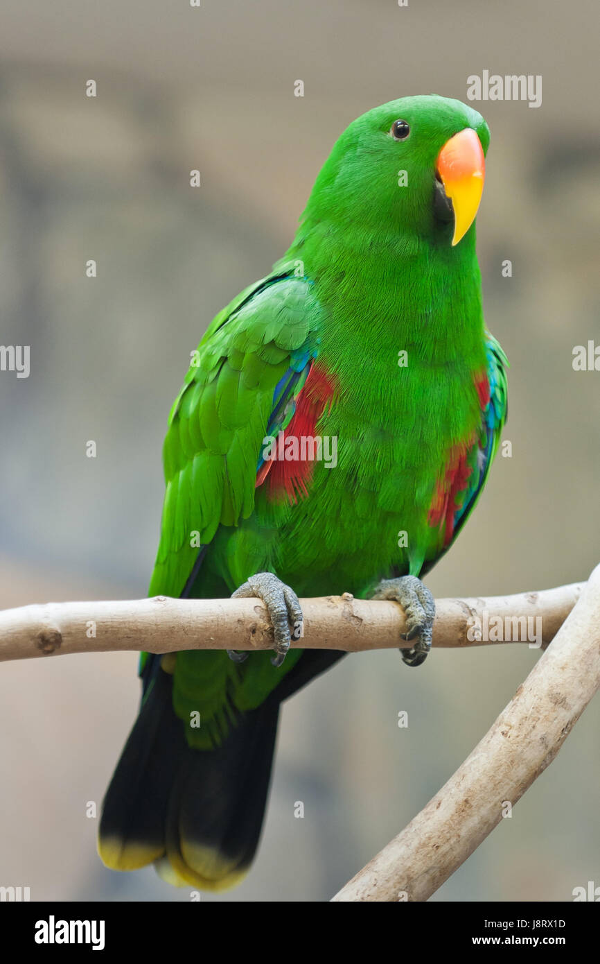 Detail Parrot Color Images Nomer 20