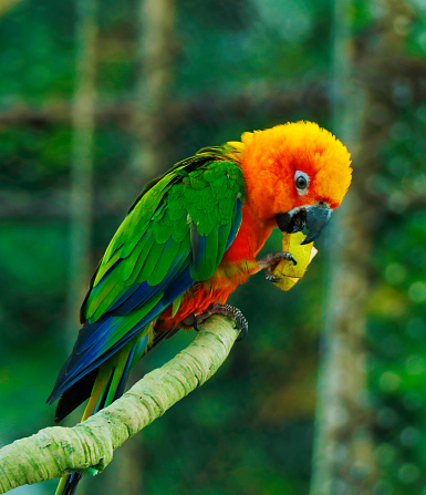 Detail Parrot Color Images Nomer 24