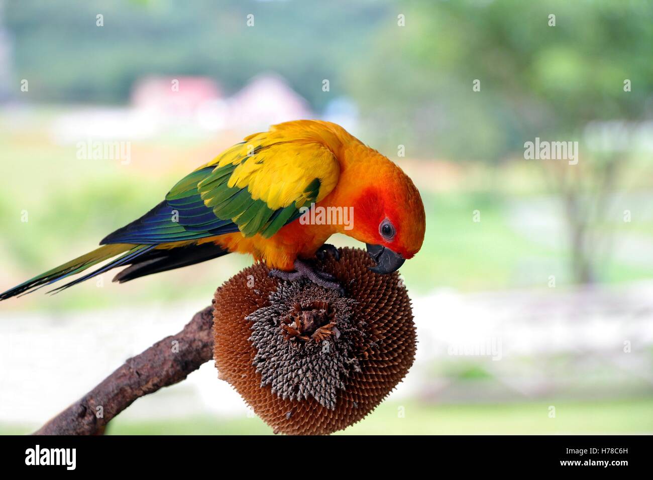 Detail Parrot Color Images Nomer 27