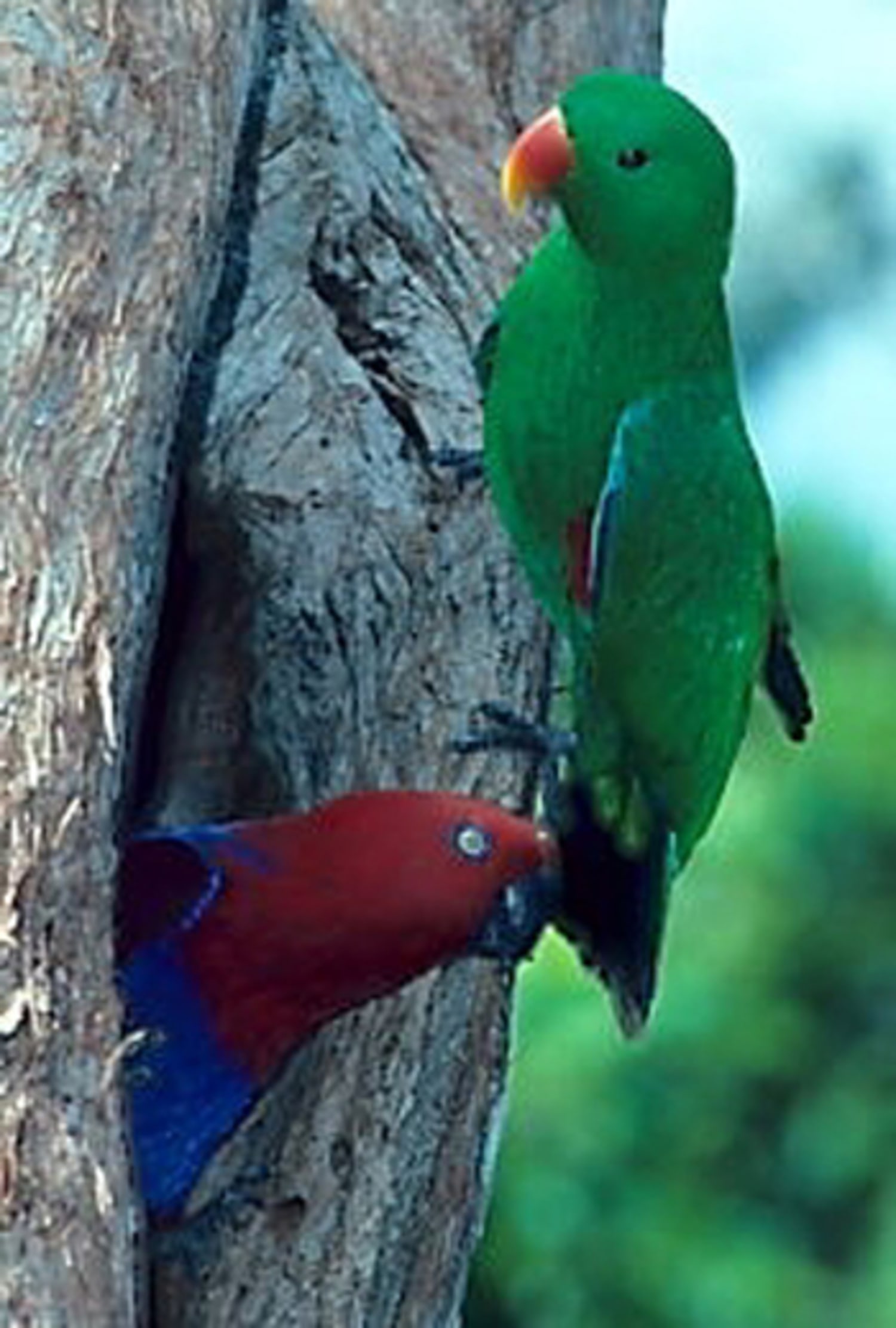 Detail Parrot Color Images Nomer 45